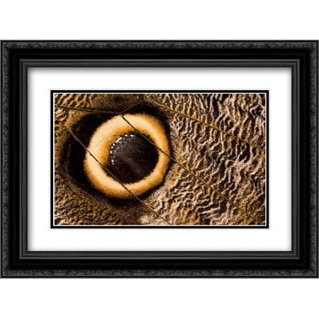 Owl Butterfly wing with false eye spot, South America 2x Matted 24x18 Black Ornate Framed Art Print by Arndt,