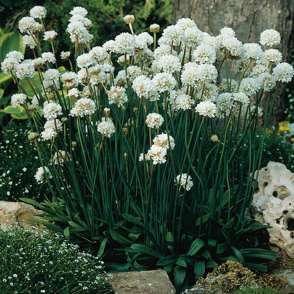 Outsidepride Armeria Alba Ground Cover Seed - 400 Seeds