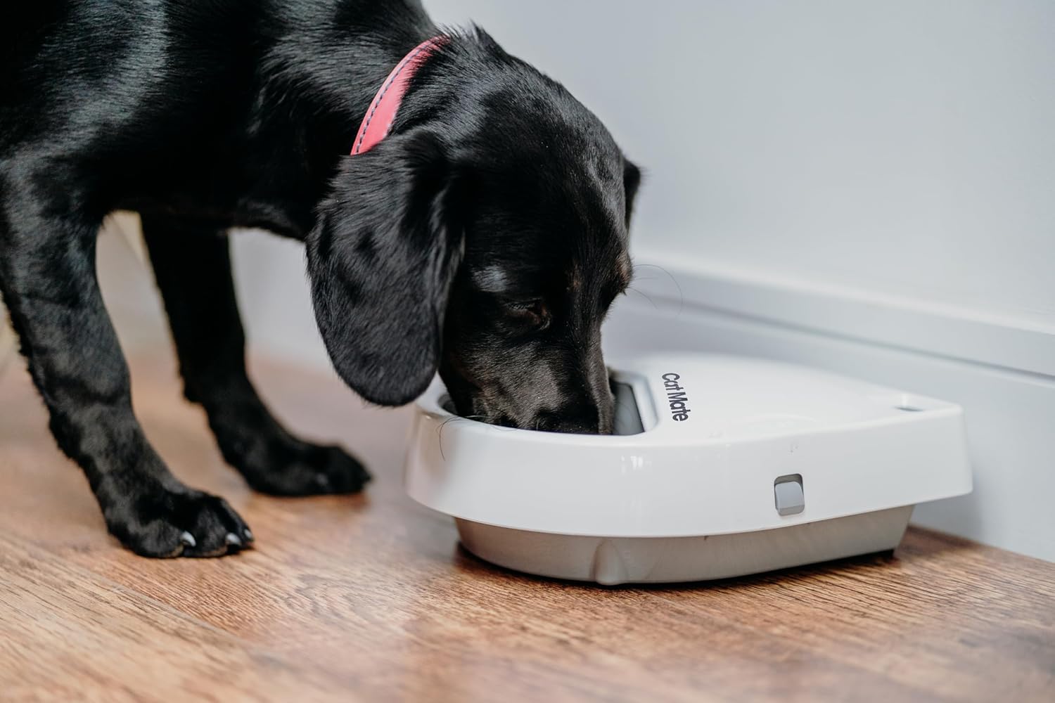 C300 Automatic 3 Meal Pet Feeder with Digital Timer for Cats and Small Dogs