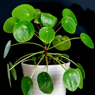 large indoor plants for sale Monstera deliciosa (6in+) 6in