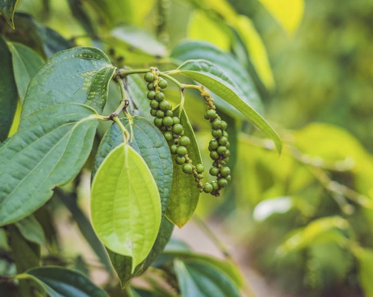 Whole Black Pepper, 14 Pounds — Raw, Kosher, Vegan — by Food to Live