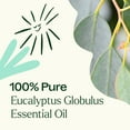 thumbnail image 5 of Plant Therapy Eucalyptus Globulus Essential Oil 10 mL (1/3 oz) for Diffuser, Skin, Hair, Aromatherapy DIYs, and Clear Breathing, 100% Pure, Undiluted, Natural Aromatherapy, 5 of 7