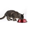 thumbnail image 2 of Platinum Pets Dog & Cat Non-Tip Stainless Steel Bowl, 2 of 5