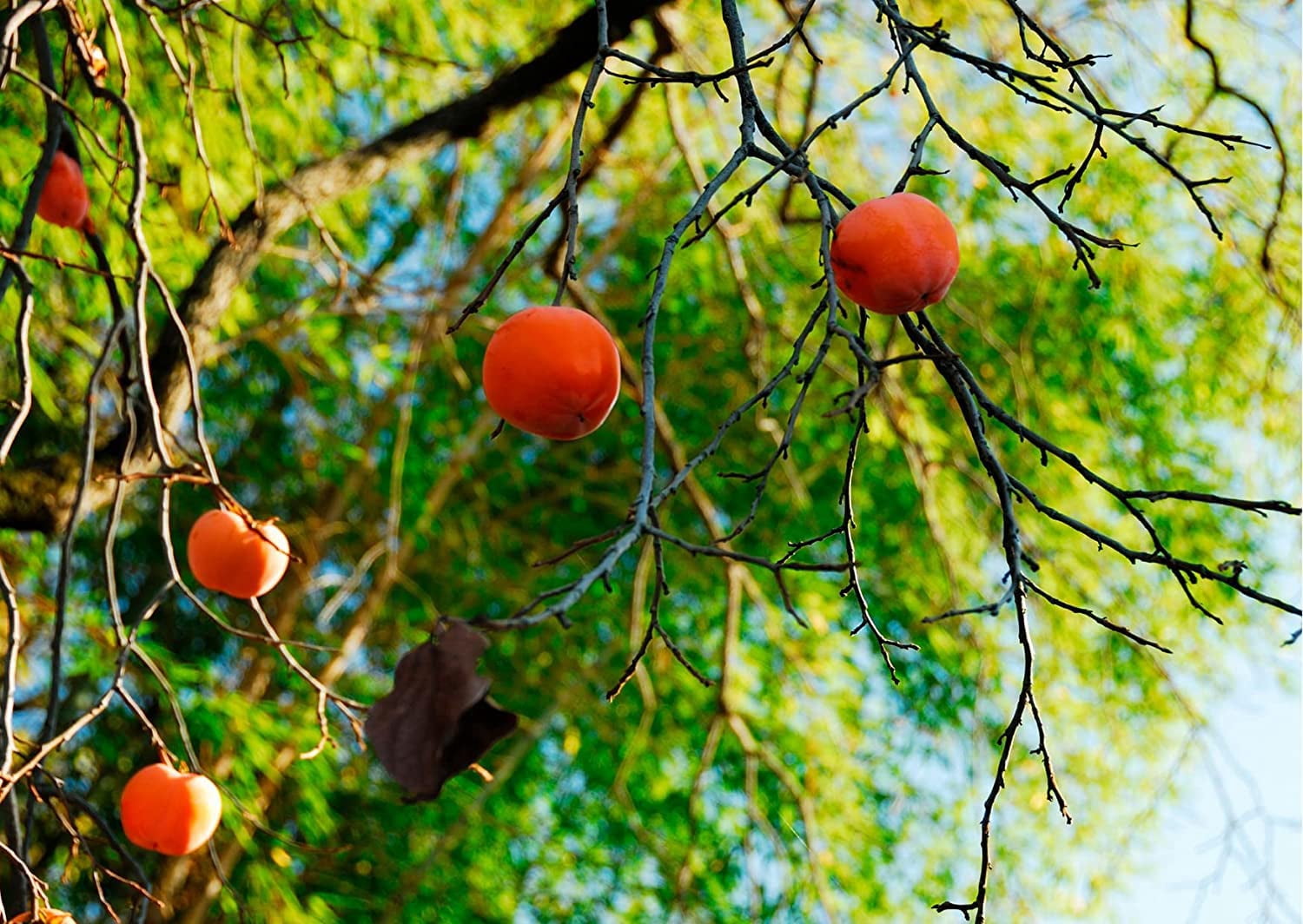 American Persimmon Seeds for Planting Outdoors | Non GMO Heirloom Fruit Seeds (100 Seeds)