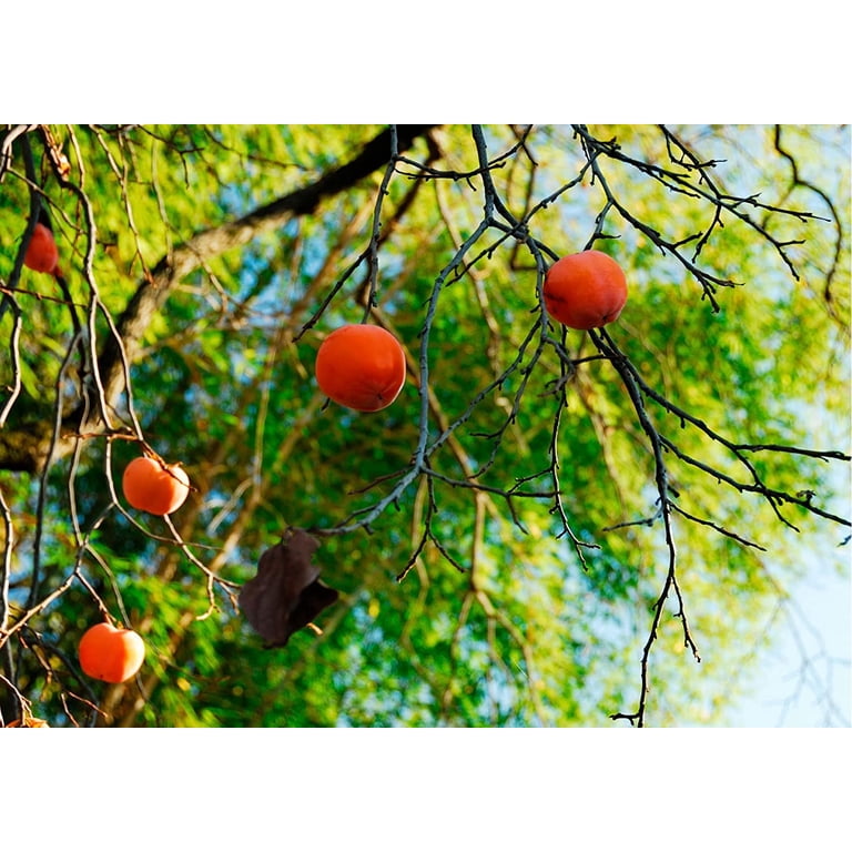 American Persimmon Seeds for Planting Outdoors | Non GMO Heirloom Fruit  Seeds (30 Seeds) - Walmart.com