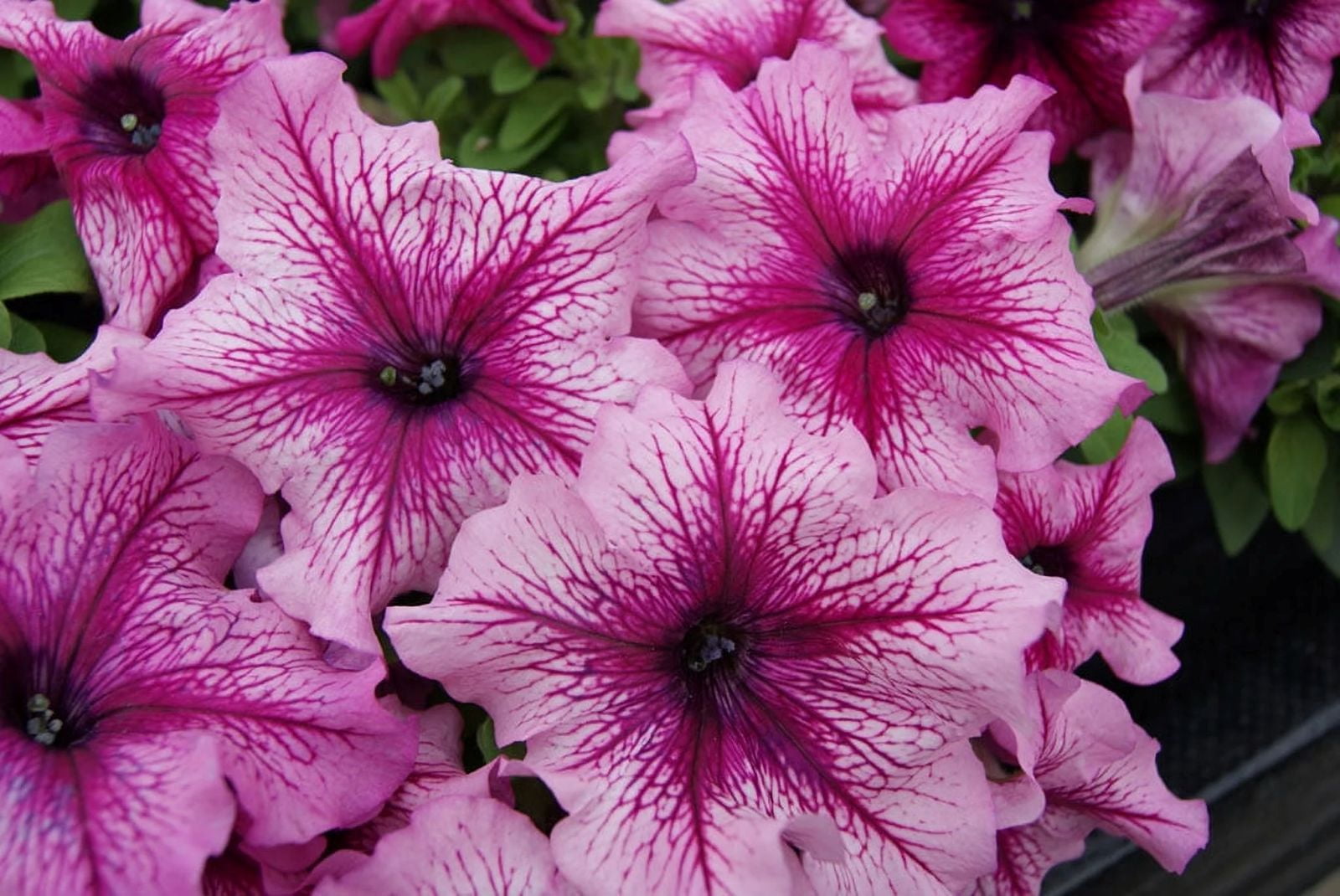 Expert Gardener 1.5 Gallon Perennial Petunia Limbo Orchid Veined Pet-Friendly Purple, Spring Live Plants Outdoor, Full Sun