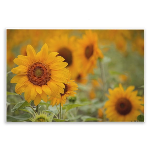 Stupell Industries Cottage Sunflower Field Nature Blooms Wall Plaque Art, 19 x 13, by Lil' Rue