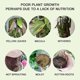 thumbnail image 2 of Solución nutritiva, fertilizantes líquidos de madera de Brasil para cultivo hidropónico, solución nutritiva especial de madera de Brasil de fácil absorción, 1 unidad, 2 of 4