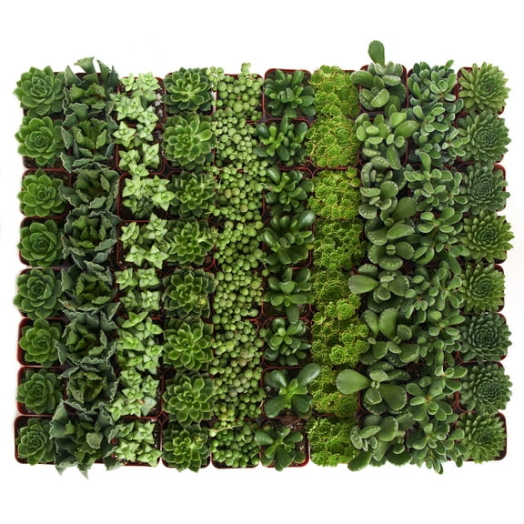 Home Botanicals Green Succulent (Collection of 32)