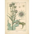 thumbnail image 2 of Carlson, Tina 11x14 Black Ornate Wood Framed with Double Matting Museum Art Print Titled - Thistle Chardon, 2 of 4