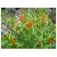 YUNTIEThai Gong Bao Dragon Hot Pepper PlantsTwo (2) Live Plants Non