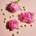 thumbnail image 4 of Softsoap Moisturizing Body Wash, Luminous Oils Macadamia Oil & Peony, 591 mL, 591 mL, 4 of 5