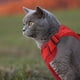 thumbnail image 5 of Arnés y correa ajustables para gatos Unique Bargains con tiras reflectantes, arnés a prueba de escapes para gatos, rojo M, 5 of 6