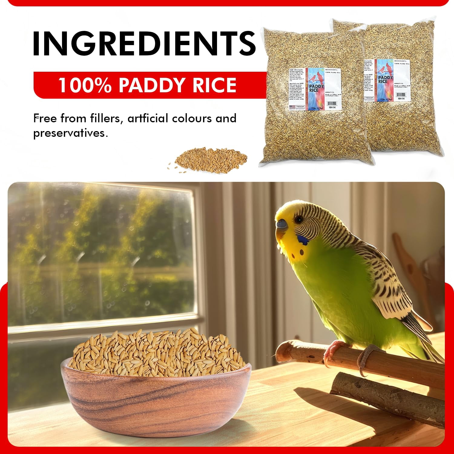Morning Bird Paddy Rice 18 lbs (2-Pack, 9 lbs Each) – High-Quality Bird Seed for Optimal Health & Nutritious Pet Bird Food – Supports Feathers & Immunity – Ideal for all Seed Eating Birds