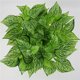 thumbnail image 3 of Inteprter Ramo de hojas de plantas artificiales, simulación de hojas de eneldo verde, ramo de para el hogar y la Oficina, decoración de plantas Plantas Artificiales No.03 Inteprter HA7138-03B, 3 of 6