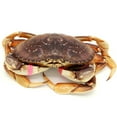 thumbnail image 4 of AirFly Crab, Lobster Claw Rubber Bands, Protect Lobsters & Crabs, Cook Safe FDA-Compliant Silicone, 600 pcs (Green), 4 of 8