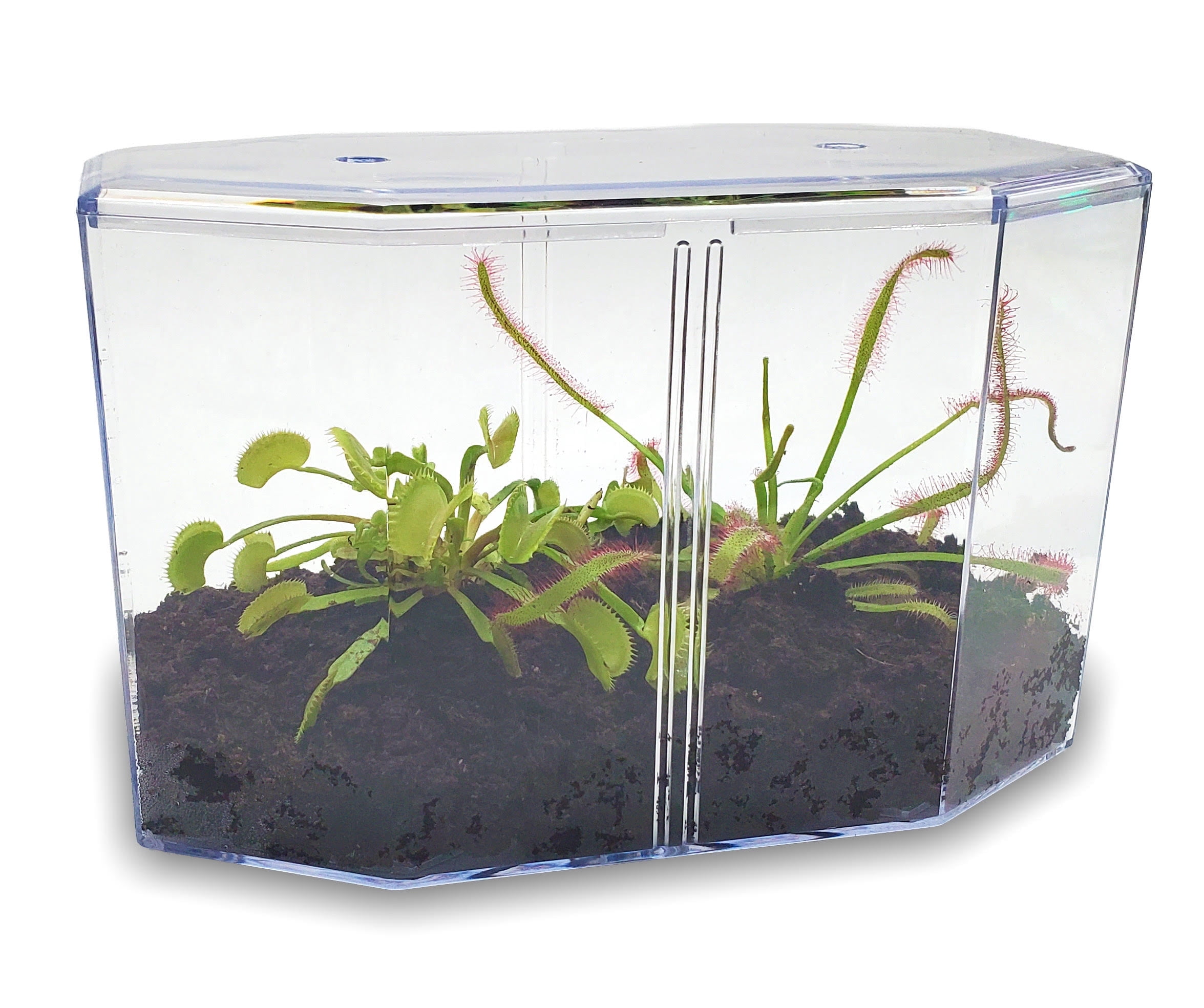 Deluxe Cape Sundew Plant Kit with 2 Live Carnivorous Plants – Indoor Bug-Eating Terrarium Kit with Food, Moss & Peat Pellets