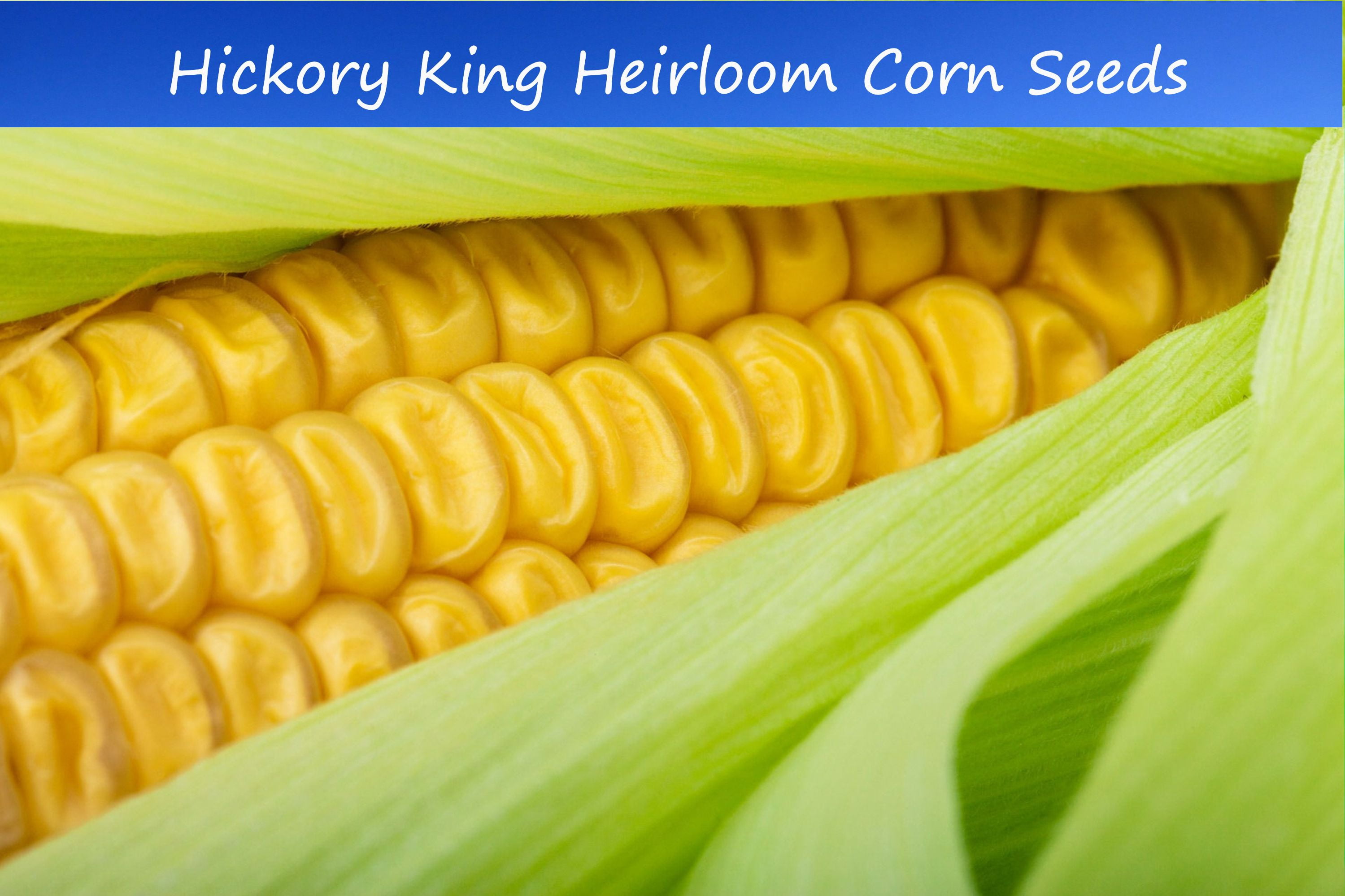 Vegetable Seeds Hickory King Yellow Corn 50 Seeds Big Kernels All