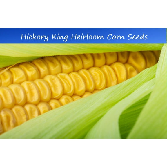 Vegetable Seeds - Hickory King Yellow Corn- 50 Seeds   -Big Kernels -All Natural  -Heirloom -Great for Roasting ears or Dried for flour