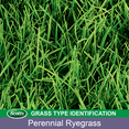 thumbnail image 3 of Scotts Turf Builder Grass Seed Perennial Ryegrass Mix, 7 lbs., 3 of 6