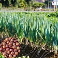 thumbnail image 5 of 10 Egyptian Walking Onions Live Plants, Perennial Onion Plants, 1 Year Old Walking Onion for Outdoor Garden, 5 of 5