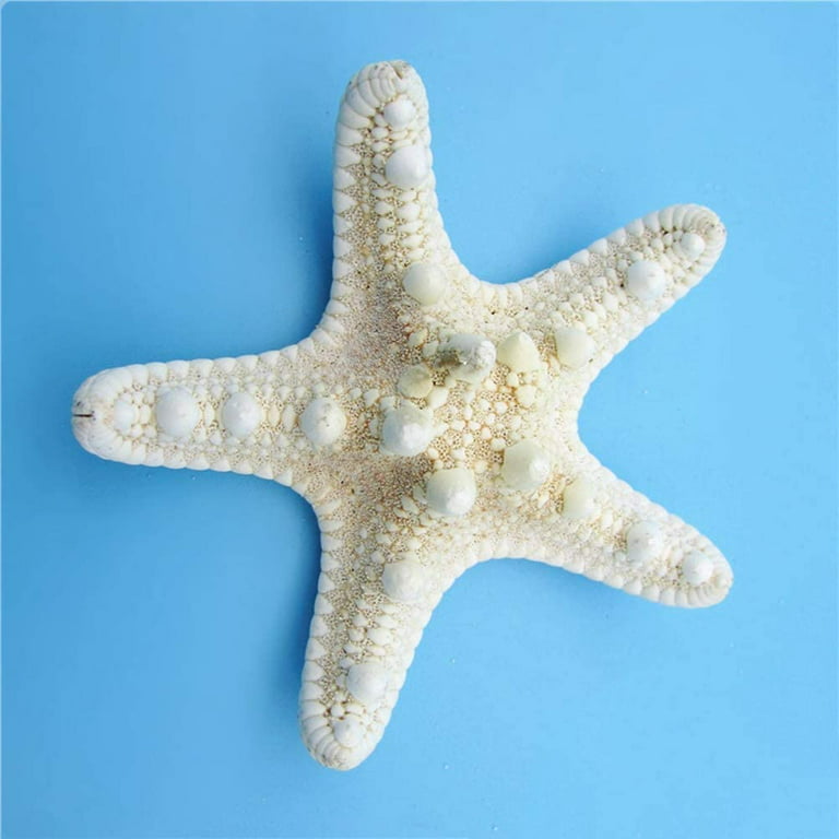 Natural Starfish Shells For Nautical Theme Wedding Decorations Birthday  Party 