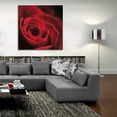 thumbnail image 5 of Epic Art 'The Red Rose I' by Lori Deiter, Acrylic Glass Wall Art, 36"x36", 5 of 8