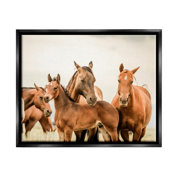 Stupell Industries Horse & Foals Photography Animals & Insects Photography Black Floater Framed Canvas Art Print Wall Art, 21 x 17