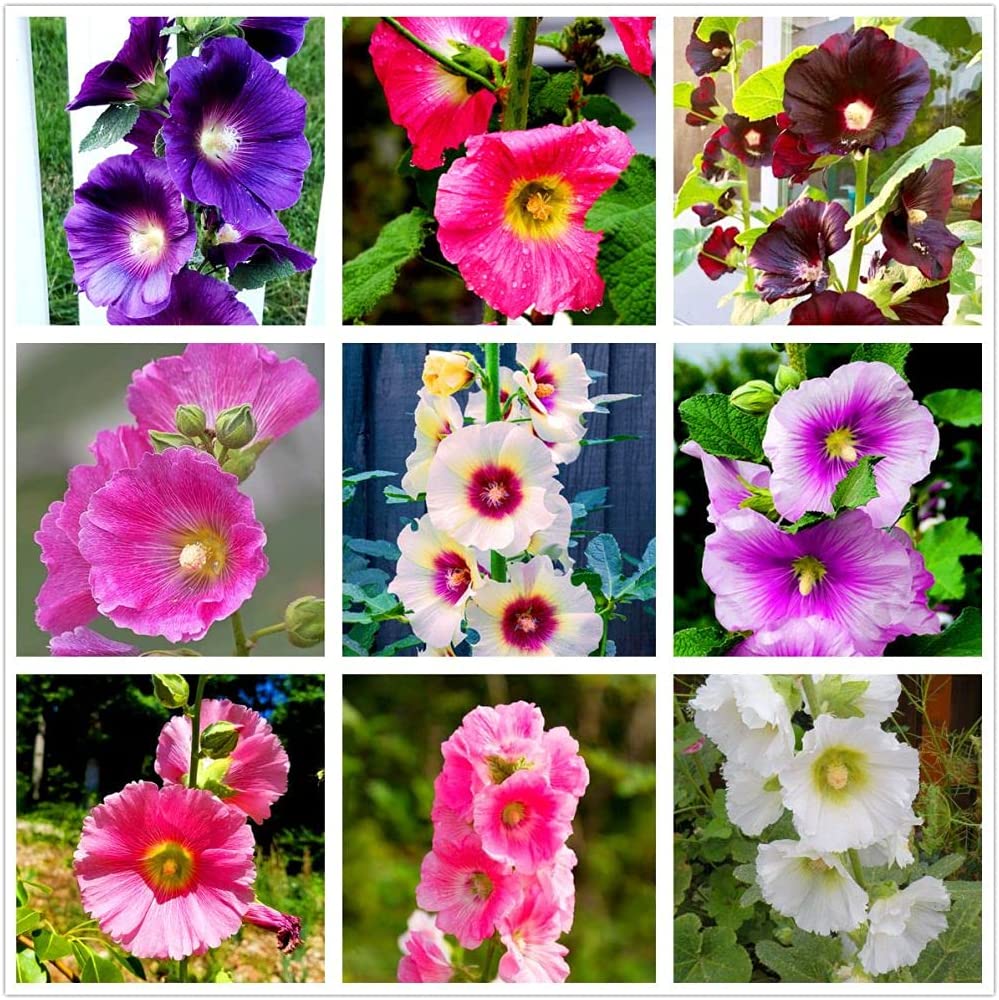 30+ Alcea Berry Cheesecake Double Hollyhock Flower Seeds – Mix Perennial
