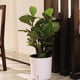 thumbnail image 3 of Jardinera Redonda Con Riego Automático Con Indicador De Agua, De Jardín De Hierbas Para Interiores, Jardín De Encimera Crece - Blanco Baoblaze macetas de riego automático, 3 of 8