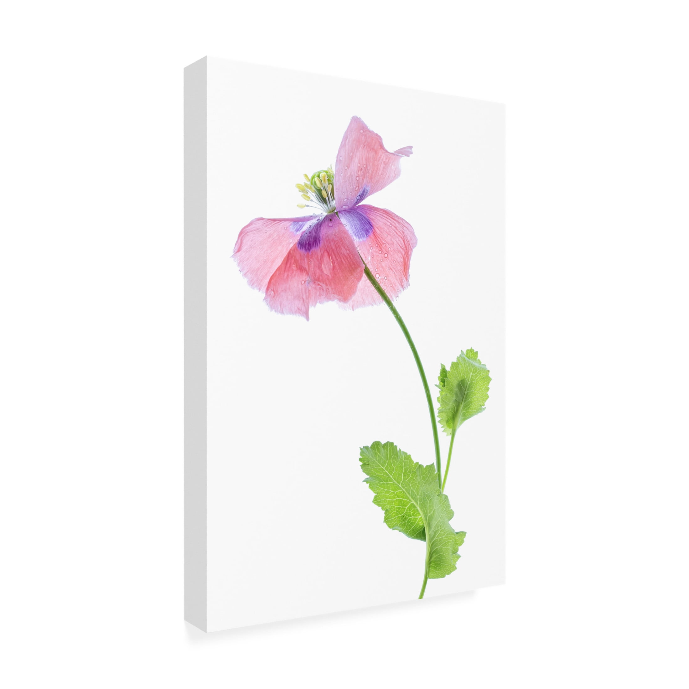 Canvas Wall Art - Mandy Disher 'Poppy' Wall Art for Living Room, Bedroom, or Office D?cor by Trademark Fine Art - 22 x 32 Inches