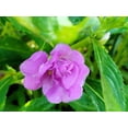 thumbnail image 5 of 100 Mixed Colors DOUBLE CAMELLIA IMPATIENS (Balsam / Lady Slipper / Touch Me Not) Impatiens Balsamina Flower Seeds, 5 of 11