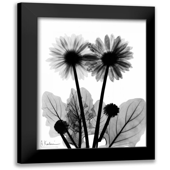Koetsier, Albert 12x14 Black Modern Framed Museum Art Print Titled - Gerbera BW