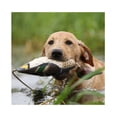 thumbnail image 3 of Avery EZ Bird Green Wing Teal Dog Training Dummy, 3 of 4