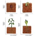 thumbnail image 2 of Simulation Life Cycle Of A Green Bean Plant Growth Cycle Model Action Figures Collection Science Educational Toys For Children, 2 of 4