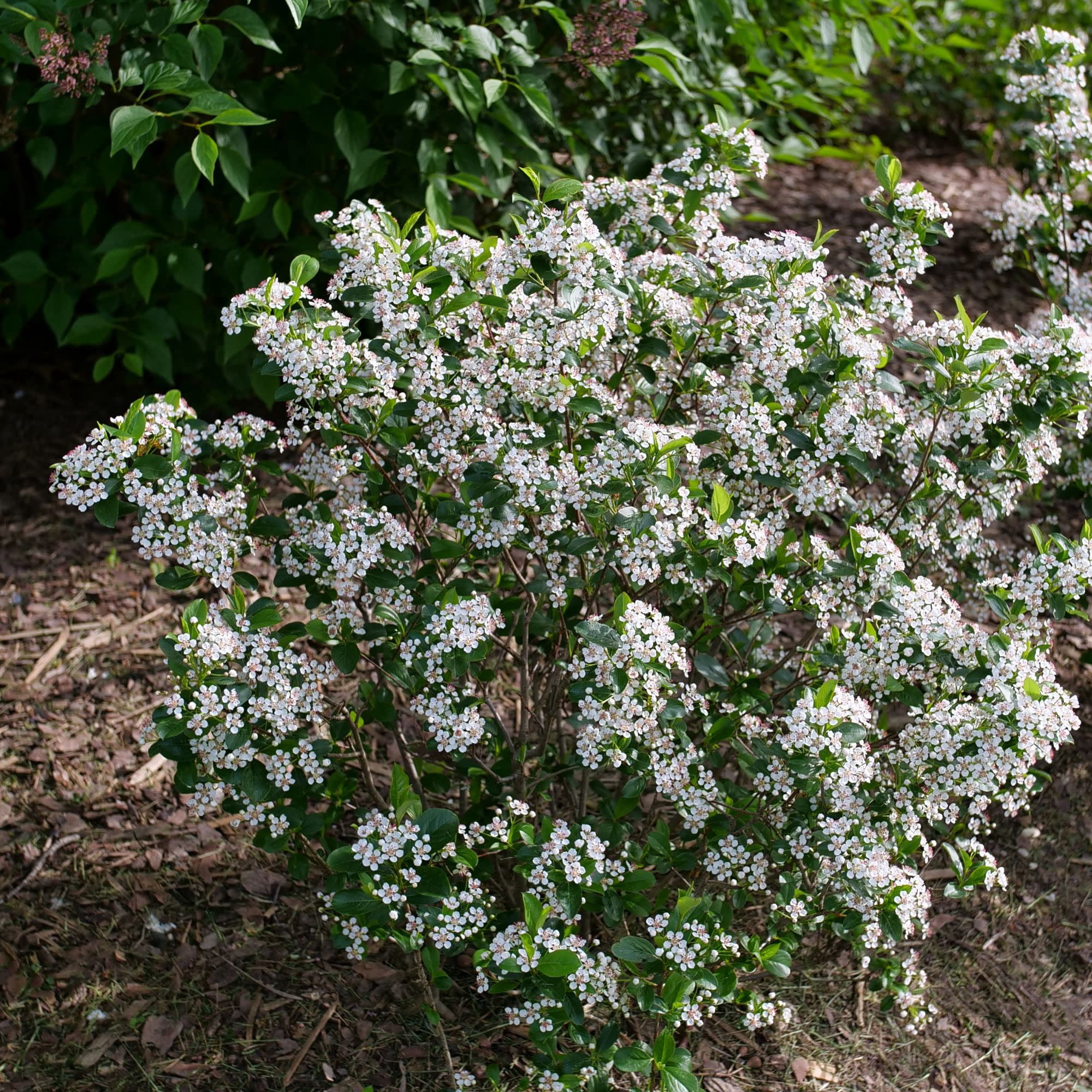 Proven Winners ColorChoice 5" White Low Scape Snowfire Aronia Live Plant in 4.5" Pot (4 Count)