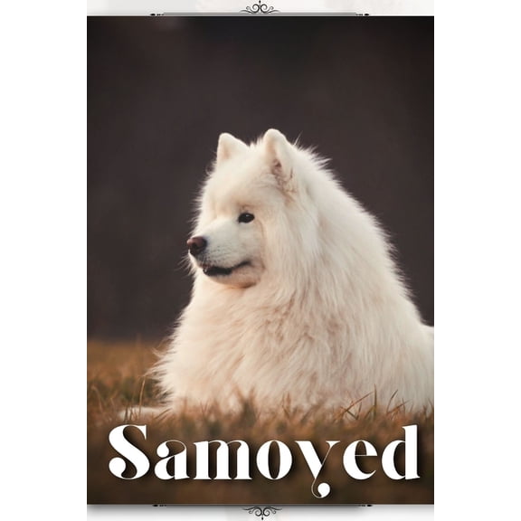 Samoyed: Dog breed overview and guide (Paperback)