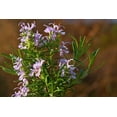 thumbnail image 2 of Rosemary Organic Essential Oil 5 ml (1/6 fl oz) - 100% Pure and Natural by Silky Scents, 2 of 5