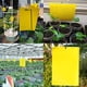 thumbnail image 5 of Trampas pegajosas - Paquete de 20 trampas para moscas de frutas y hongos para mosquitos que protegen la planta Tmvgtek Oficina Multiescena Multifunción, 5 of 9