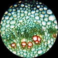 thumbnail image 3 of AmScope 50 Biology Pathology Prepared Microscope Slides Set New, 3 of 4
