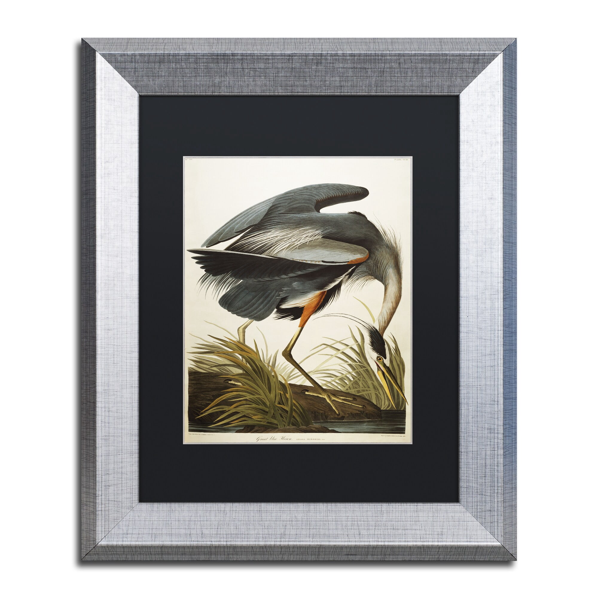 Trademark Fine Art "Great Blue Heron" Canvas Art by John James Audubon Black Matte, Silver Frame