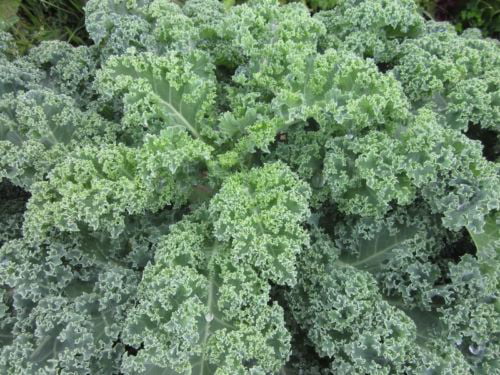 NON-GMO Details about   Kale Seeds Blue Vates Dwarf Blue Curled Scotch FREE SHIPPING 