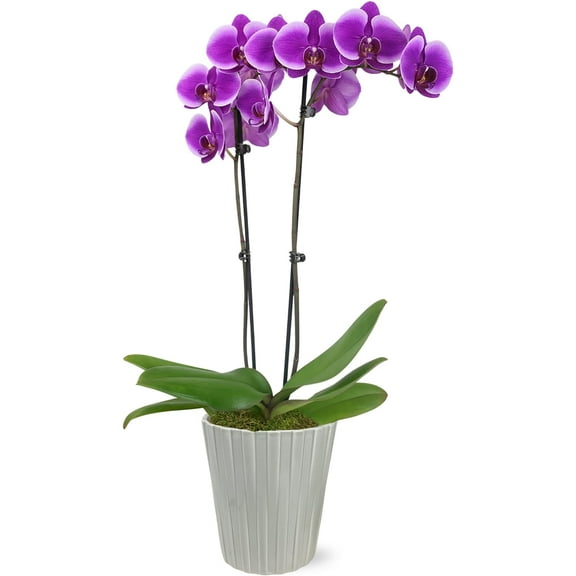 Just Add Ice 16-30" Purple Premium Orchid Live Plant in 5" Grey Ceramic Pot, House Plant