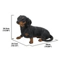 thumbnail image 4 of DACHSHUND, 4 of 4