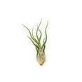 thumbnail image 3 of Tillandsia Caput Medusae Air Plants - Live Succulent House Plants - Available in Wholesale and Bulk - Home and Garden Decor - Easy Care Indoor and Outdoor Plants (Pack of 12), 3 of 12