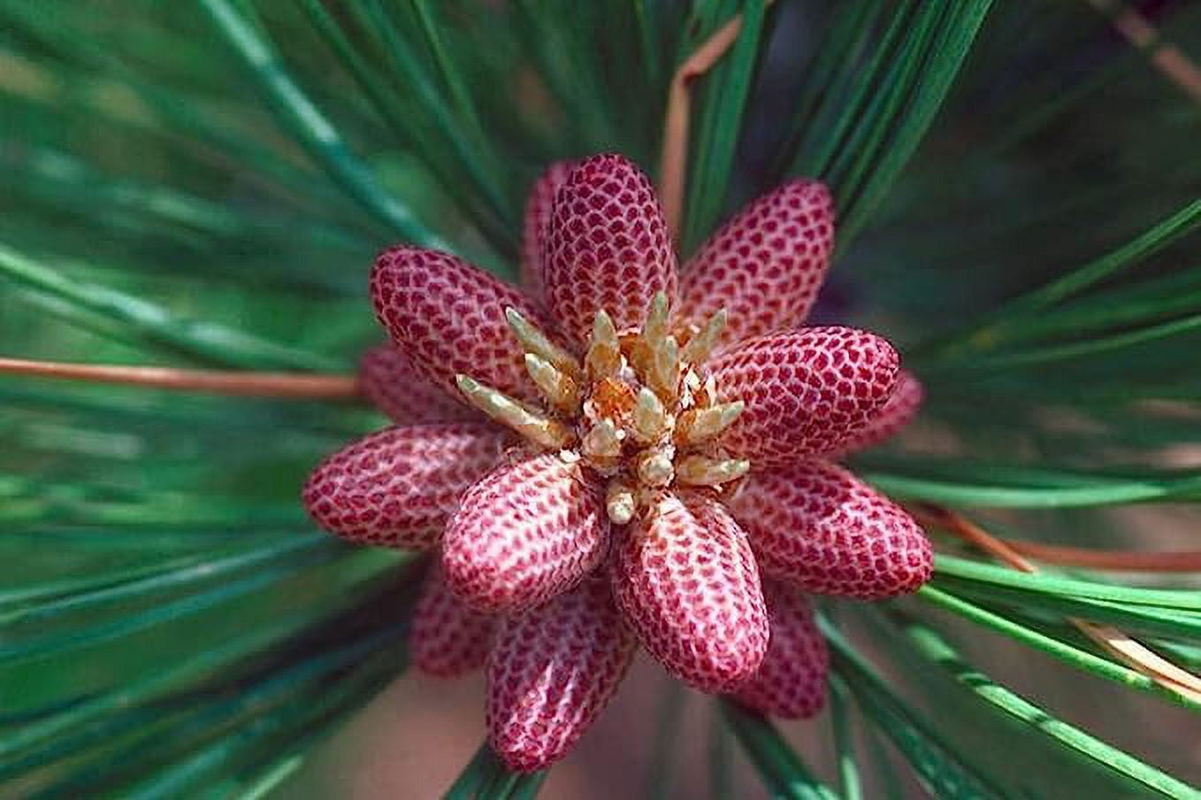 Ponderosa Pine Tree Seeds for Planting (30 Seeds) Western Yellow Pine, Pinus Ponderosa