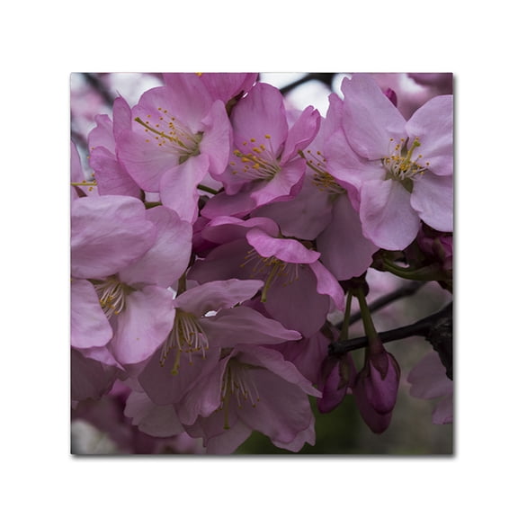 Trademark Fine Art "Cherry Blossom Cluster" Canvas Art by Kurt Shaffer