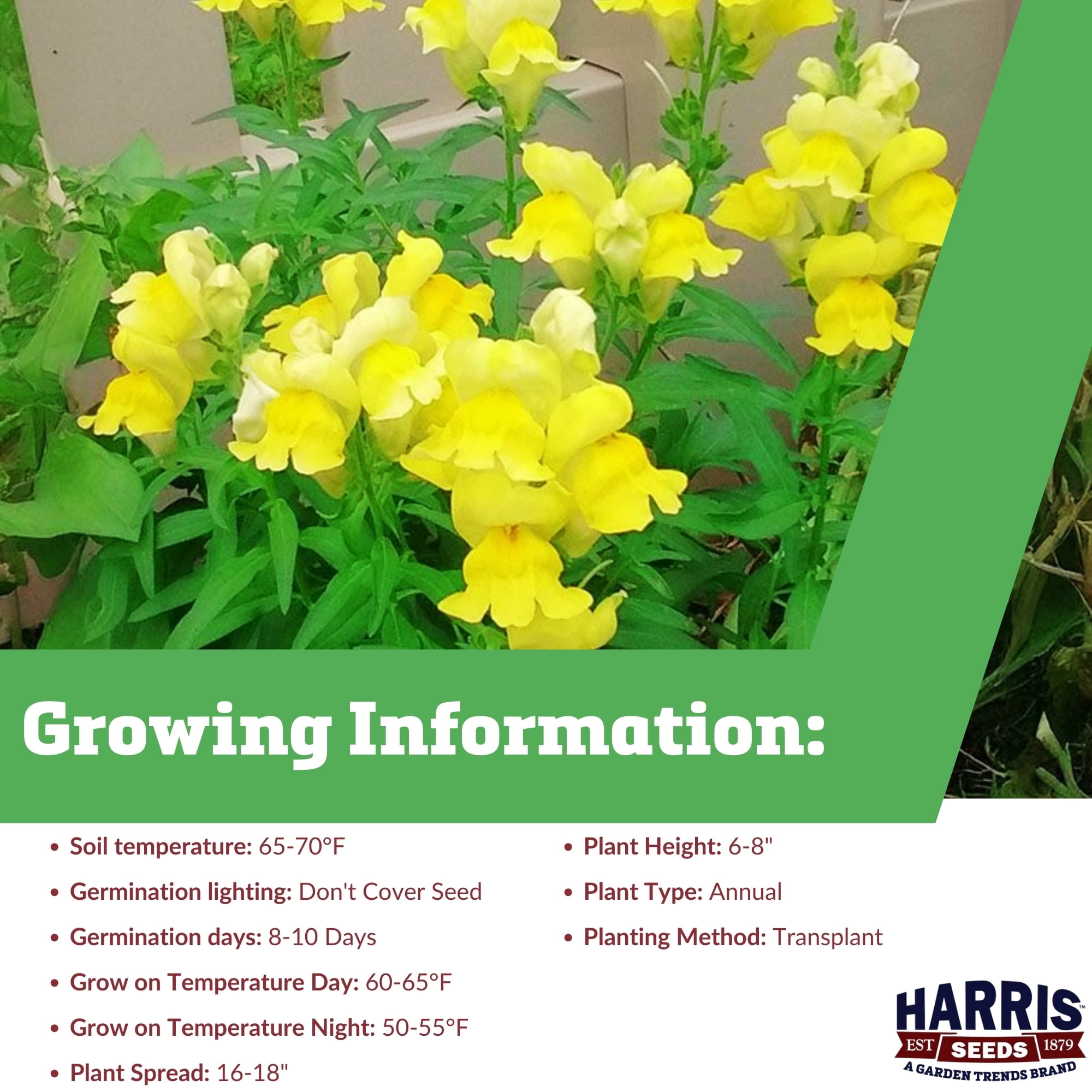 Harris Seeds - Snapdragon Candy Showers Yellow F1 Seeds For Planting - 1000 Seeds