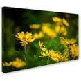 thumbnail image 2 of Trademark Fine Art "September Wildflowers" Canvas Art by Kurt Shaffer, 2 of 3