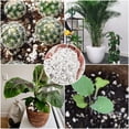 thumbnail image 5 of 2 Quarts Organic Horticultural Perlite for Plants Indoor- Natural Horticultural Soil Additive Conditioner Mix for Improves Drainage, Ventilation and Root Growth, 5 of 7